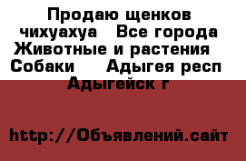 Продаю щенков чихуахуа - Все города Животные и растения » Собаки   . Адыгея респ.,Адыгейск г.